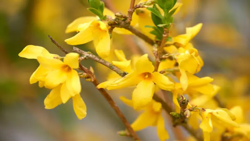 Close-up of large Forsythia flowers with four yellow petals on a brown twig.