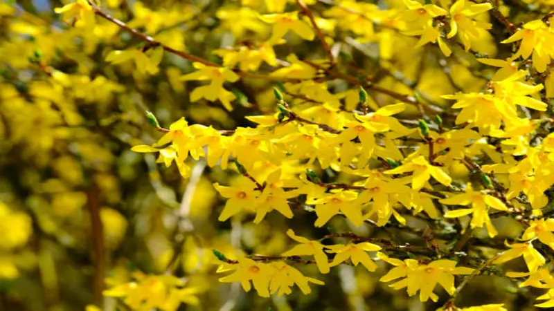 Clusters of bright yellow Forsythia flowers on arching branches in sunlight.