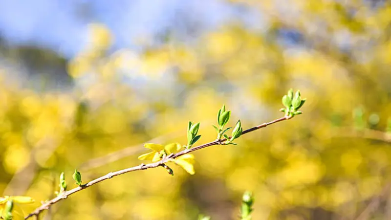 Single Forsythia flower branch with fresh green leaf buds against a blurred background.