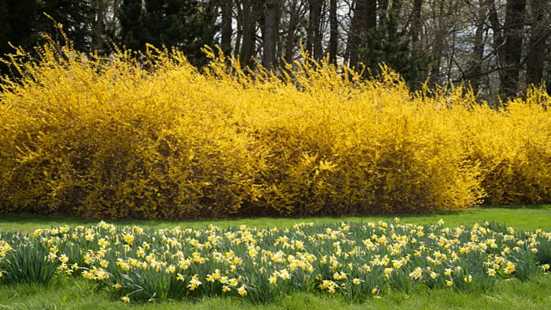 Long row of Forsythia flower shrubs in full bloom with daffodils below.