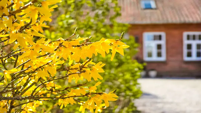 Yellow Forsythia flowers on branches with a red brick building and green hedge behind.