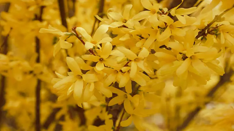 Dense cluster of golden-yellow Forsythia flowers filling the frame.
