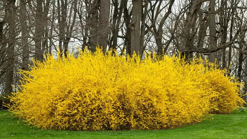 Two large rounded Forsythia flower shrubs in full golden bloom in a park.