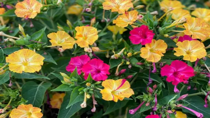 Colorful mix of yellow and pink Four O'clock flowers blooming together.