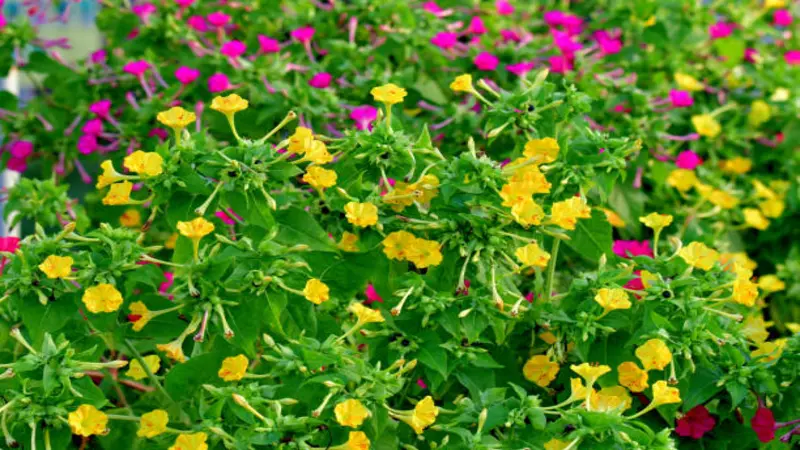 Yellow Four O'clock flowers blooming alongside pink flowers in a garden bed.