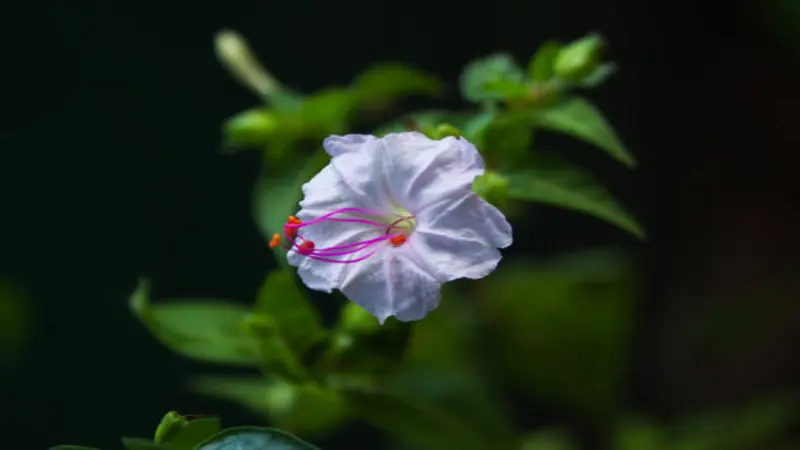 Single white Four O'clock flower with pink-red stamens against a dark background.