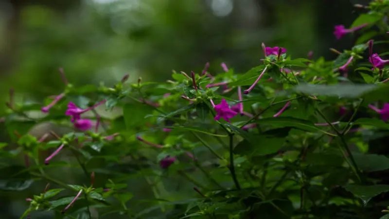 Purple-pink Four O'clock flowers blooming on a bush with a blurred background.
