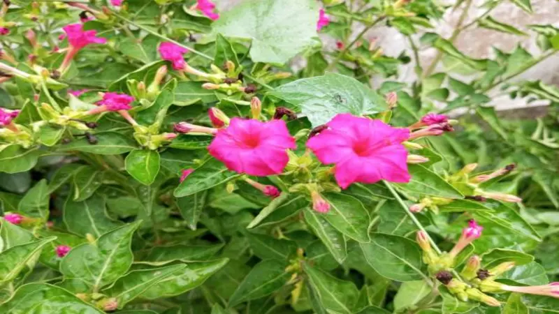 Two fully open bright pink Four O'clock flowers with buds and foliage.