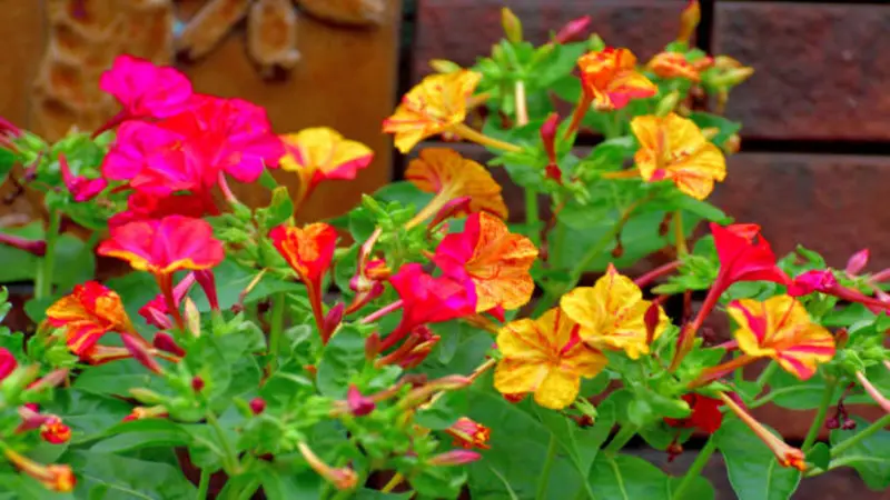 Pink, red, and orange Four O'Clock flower blooms growing near a brick wall with colorful garden foliage.
