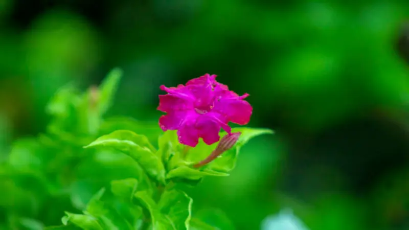Lone pink Four O'Clock flower bud standing against a bright green blurred background.