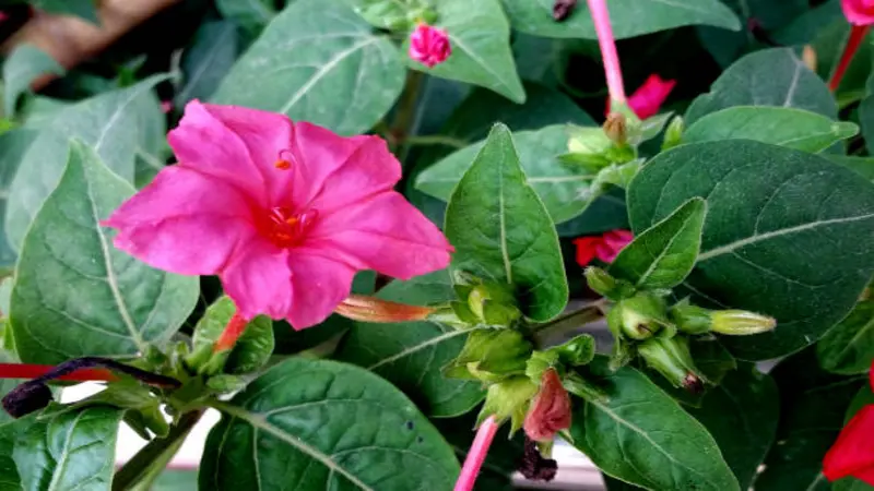 Open pink Four O'Clock flower with green buds and large textured leaves in a natural garden setting.