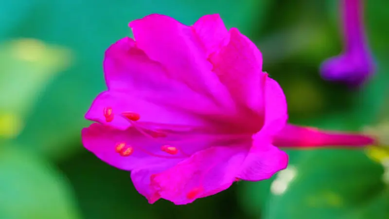 Extreme close-up of a single vivid pink Four O'Clock flower showing delicate petal details.