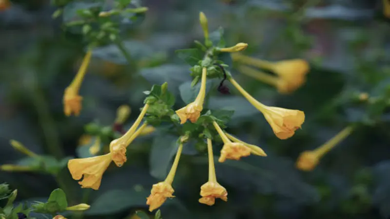 Cluster of drooping yellow Four O'Clock flower buds hanging from green stems before blooming.