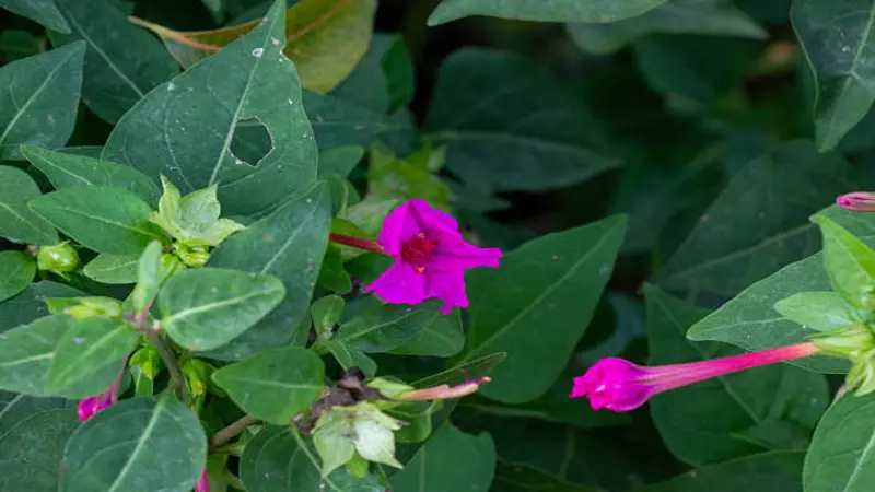 One open magenta Four O'Clock flower surrounded by large dark green leaves with textured surfaces.