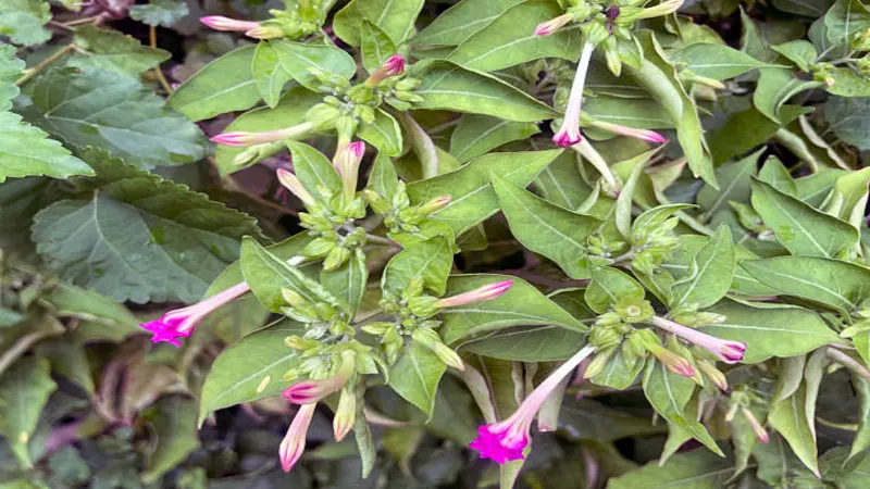 Close-up of Four O'clock flower with pink buds and green leaves.