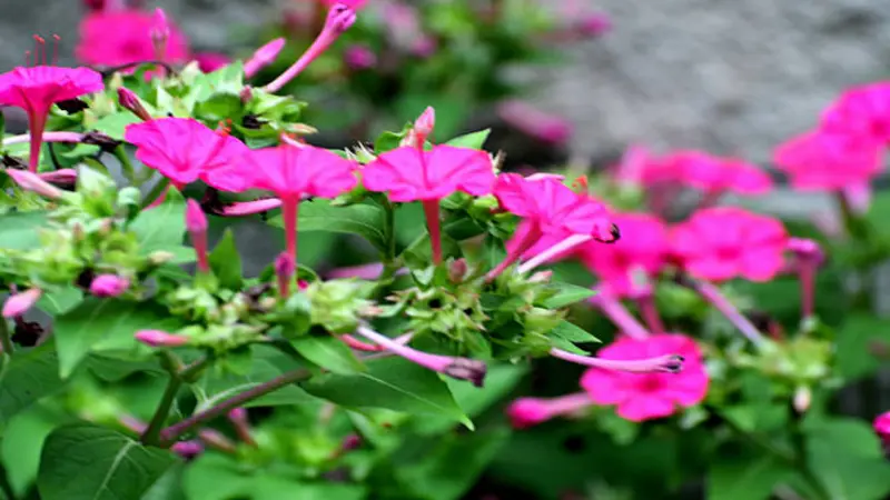 Multiple hot pink Four O'Clock flower blooms growing on green branching stems in a colorful garden.