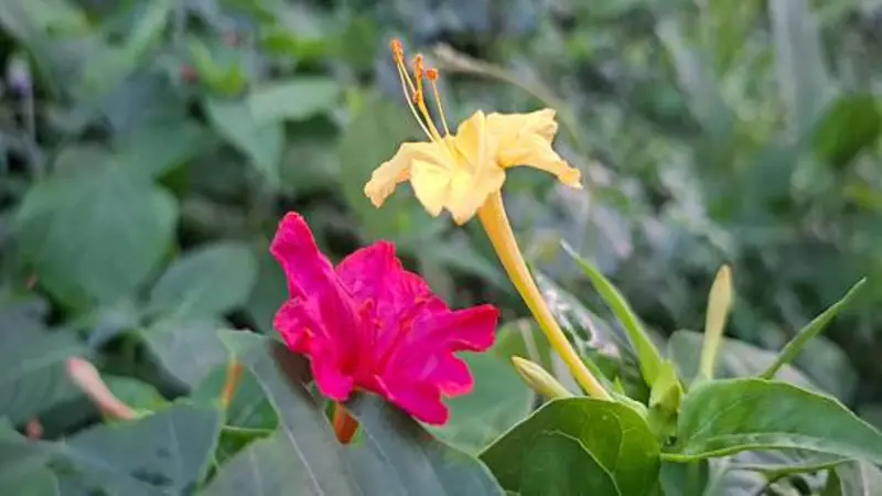 One pink and one yellow Four O'Clock flower blooming together on the same plant with green leaves surrounding them.