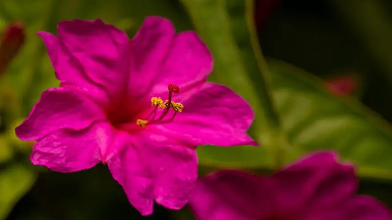 Close-up of a single Magenta Four O'Clock flower with delicate petals and bright yellow stamens in sharp detail.