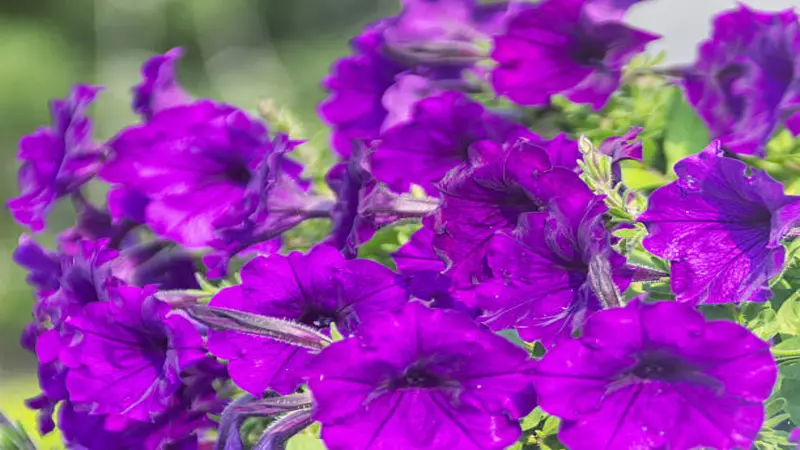 Dense cluster of Purple Four O'Clock flower blooms with vibrant purple petals covering green foliage in a lush garden setting.
