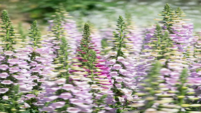A wide field view of numerous white, pale pink, and magenta Foxglove flower spires in full bloom.
