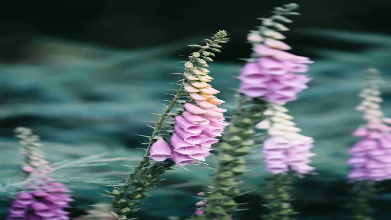 Several pastel pink and lavender Foxglove flower spires against a blurred blue-green background.