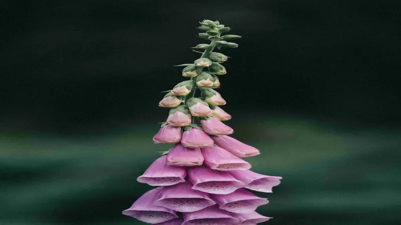A Foxglove flower spike showing tight green buds at the top and open pale pink blooms at the base.