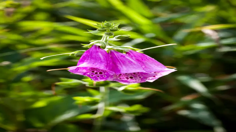 Two large open magenta Foxglove flower blooms with water droplets against a bright green background.