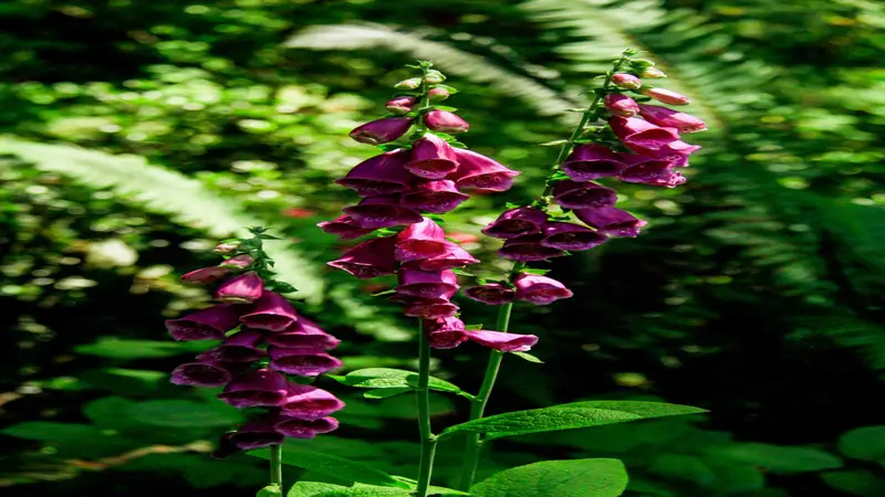 Tall dark pink-burgundy Foxglove flower spires growing among lush green ferns in a woodland garden.