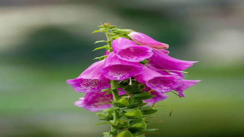 Vivid magenta Foxglove flower bells with water droplets on petals against a green background.