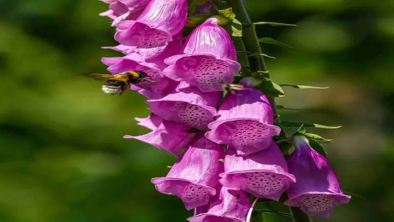 A bumblebee approaching a pink Foxglove flower spike in a sunny garden.