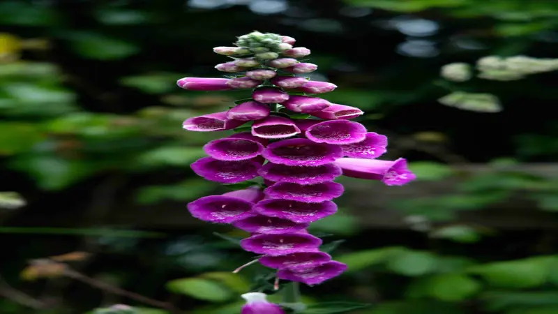 A dramatic spike of deep purple Foxglove flower blooms with white-edged throats against dark green foliage.