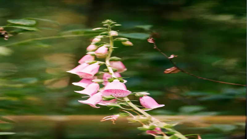 Pale pink Foxglove flower blooms hanging from a slender stem in a woodland setting.