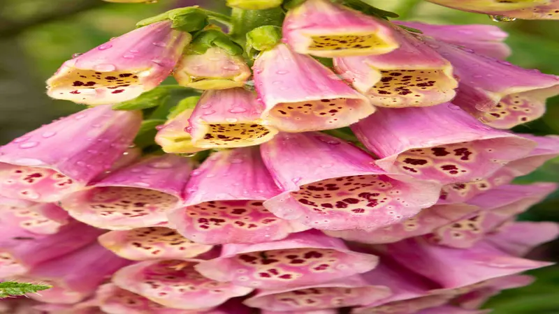 Close-up of pink Foxglove flower blooms covered with water droplets after rain.