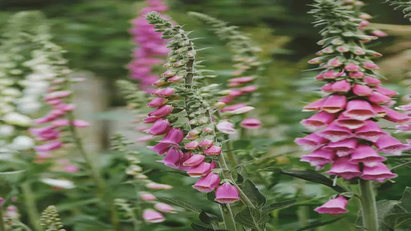 Multiple tall pink Foxglove flower spires in a lush garden, with blooms at various stages of growth.