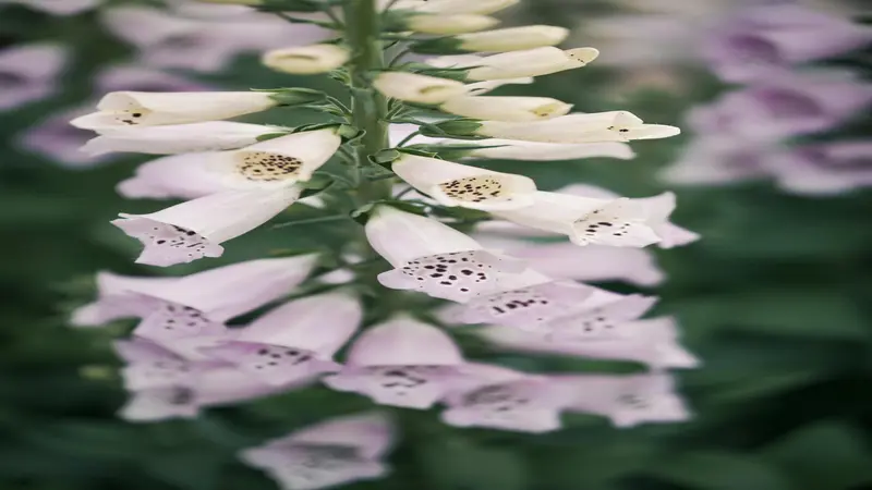 Delicate white and pale lavender Foxglove flower blooms with dark speckled throats on a soft green background.