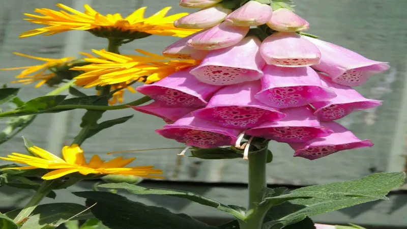Pink Foxglove flower blooms alongside bright yellow sunflowers in a colorful floral arrangement.