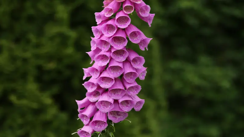 A tall, densely packed Foxglove flower spike covered in uniform purple-pink tubular blooms against dark green foliage.
