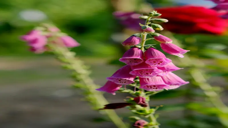 Multiple tall Foxglove flower spires with open pink-magenta bell blooms in a sunny garden setting.
