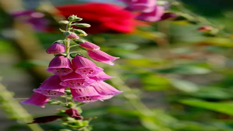 Deep magenta Foxglove flower blooms drooping from a curved stem with a green garden background.