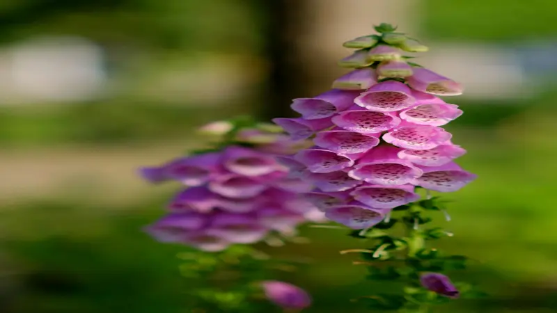 A tall Foxglove flower spike with pink and purple bell-shaped blooms against a blurred green background.