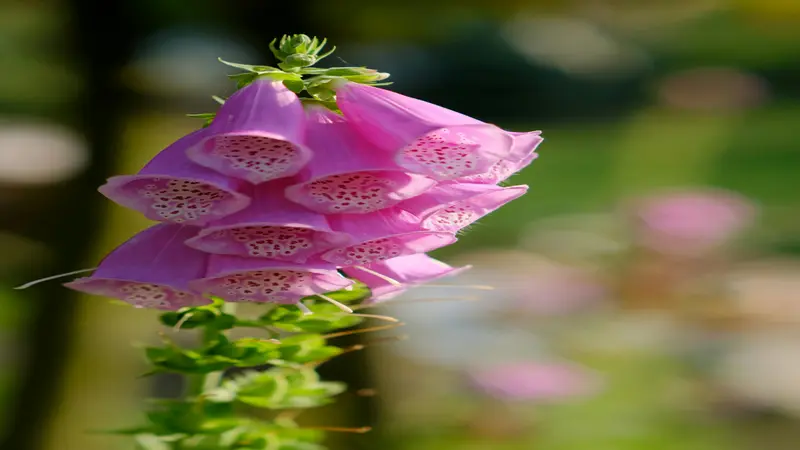 Close-up of vibrant pink Foxglove flower blooms with spotted throats on a soft blurred green background.