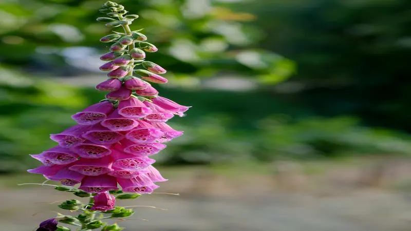 A single pink Foxglove flower spike with open bell-shaped blooms and buds in sharp focus against a blurred green garden background.