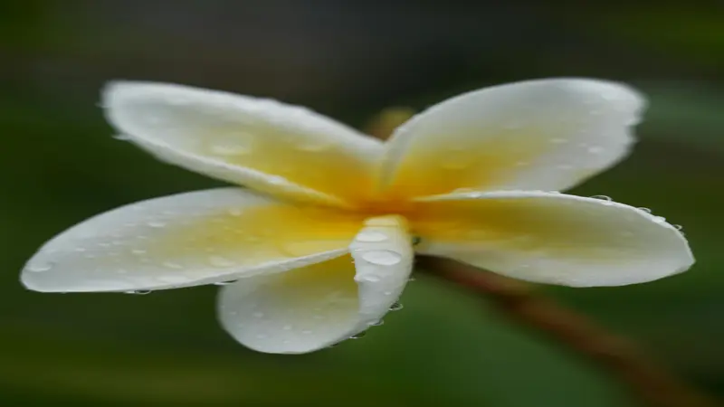 A close-up cluster of golden yellow Freesia flower blooms with white stamens against a dark blue-green background.