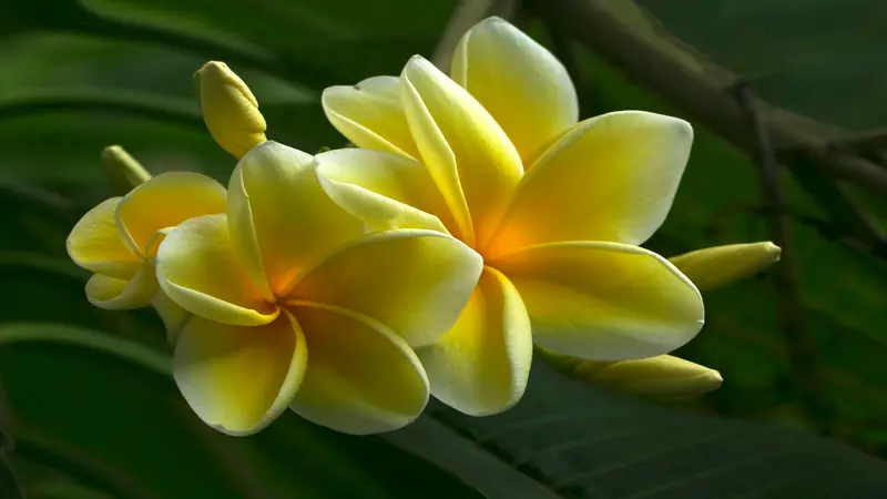 Two delicate pale yellow Freesia flower blooms in soft focus against a blurred green background.