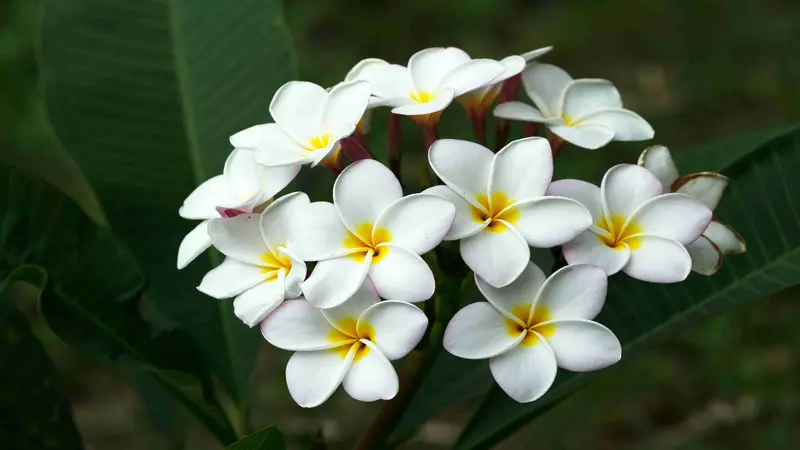Bright yellow Freesia flower blooms clustered around a thick woody stem in a garden.