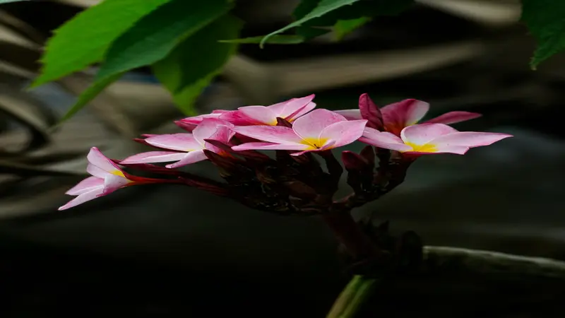 A cluster of small open pink Frangipani flower blooms on a dark stem against a very dark background.