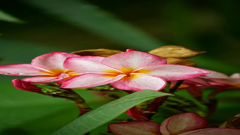 Two open pink and white Frangipani flower blooms with yellow centres surrounded by dried buds and green leaves.