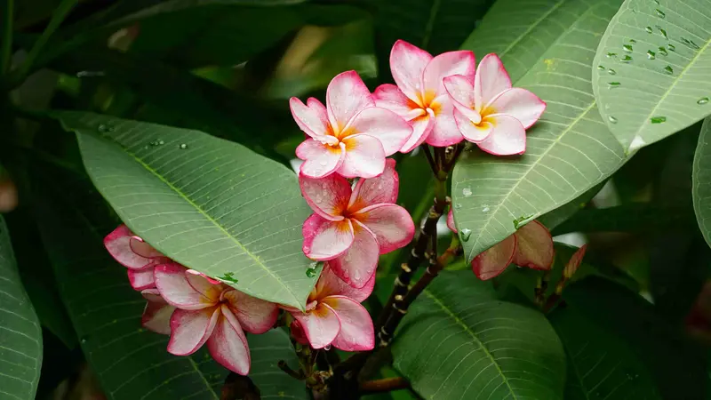 A cluster of white Frangipani flower blooms with pink-edged petals and yellow centres dotted with rain drops.