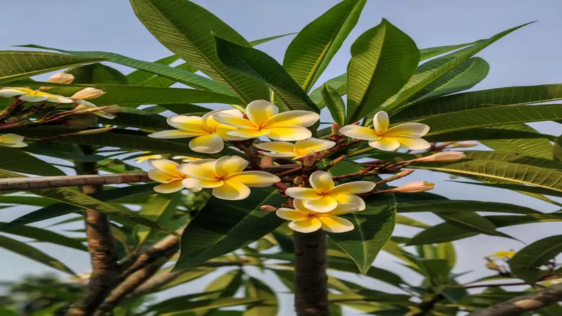 Multiple yellow and white Frangipani flower blooms on woody branches with green leaves against a blue sky.