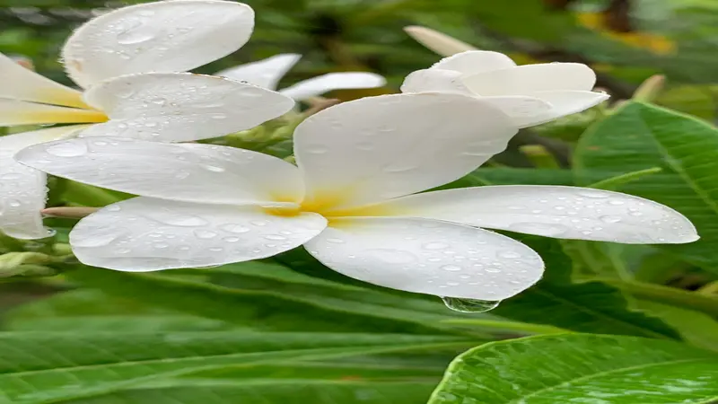 White Frangipani flower blooms with yellow centres glistening with rain droplets on green leaves.